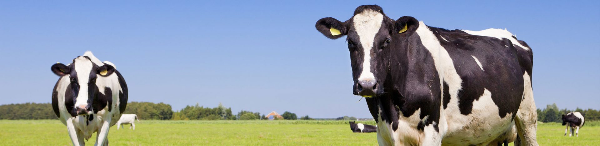 Van der Woude Adviesbureau | Agrarisch